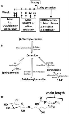 β-Glucosylceramide From Allergic Mothers Enhances Offspring Responsiveness to Allergen